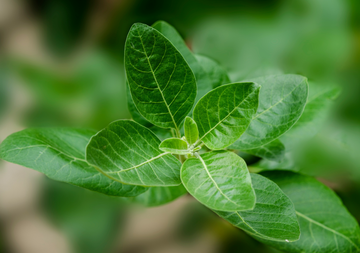 Ashwagandha 600 mg – A Natural Path to Balance, Energy, and Well-Being